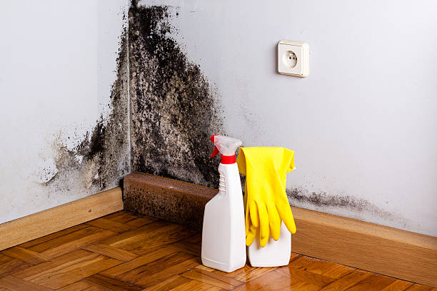 Best Post-Flood Mold Remediation in Helena Valley Northeast, MT